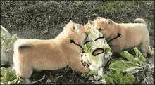puppies eat cabbage