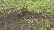 Dog Playing In The Mud Dirty Dog GIF - Dog Playing In The Mud Mud Dirty Dog GIFs