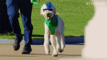 Cute Dog The Pack GIF - Cute Dog The Pack Poodle GIFs