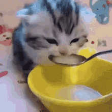 Cat Drinking Pink Milk GIF - Cat Drinking Pink Milk - Discover & Share GIFs