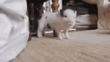 Work Pig GIF - Pig Dance Cute Pig Twerking GIFs