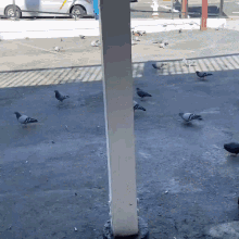 Hypno Pigeon GIF - Hypno Pigeon Pigeon Hypno GIFs