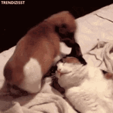 Cute Puppy Sit On Face GIF - Cute Puppy Sit On Face Cat GIFs