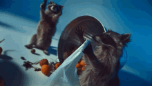 raccoons nasty