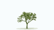 Tree Green GIF - Tree Green Nature GIFs
