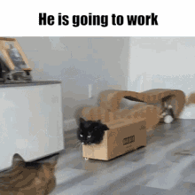 Cat Is Going To Work He Is Going To Work GIF - Cat Is Going To Work He Is Going To Work GIFs