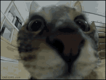 Cat Funny GIF - Cat Funny Cute GIFs