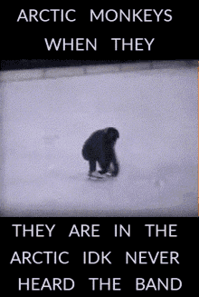 arctic monkeys back flip monkey arctic never heard the band arctic monkeys back flip monkey arctic never heard the band