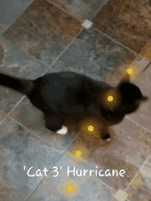 Hurricane Cat GIF - Hurricane Cat Tracking GIFs
