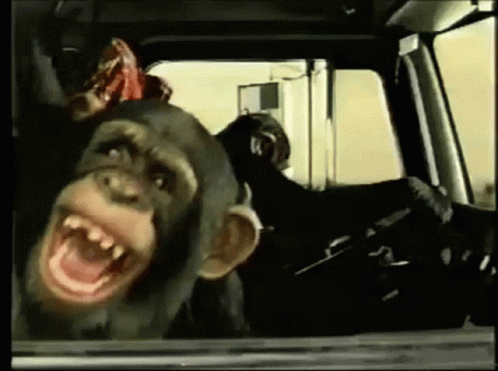 monkey-laughing.gif