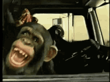 Monkey Laughing GIF - Monkey Laughing Lol GIFs