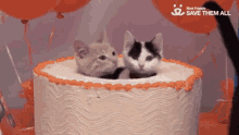 Cute Kitten GIF - Cute Kitten Cake GIFs