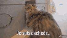 Cat Chuchu GIF - Cat Chuchu Hiding GIFs