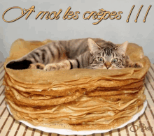 Crepes Cat GIF - Crepes Cat Cats GIFs