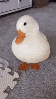 acod duck