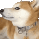 Doge Weird Doge Meme Sticker - Doge Weird Doge Doge Meme Stickers