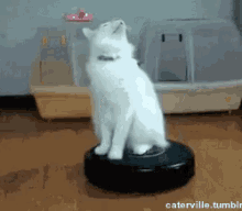 Cat Roomba GIF - Cat Roomba Funny Animals GIFs