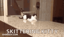Cat Cats GIF - Cat Cats Funny GIFs