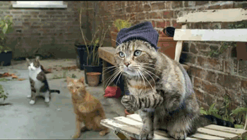 Cats GIF - Cats Alley Snap GIFs
