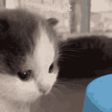 Sad Cat Sad Kitten GIF - Sad Cat Sad Kitten Cat Webcam GIFs