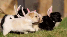 Puppies In Easter Bunny Costumes GIF - Spring Easter Easter Bunny GIFs