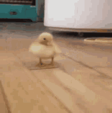Duck Running GIF - Duck Running Duckling GIFs