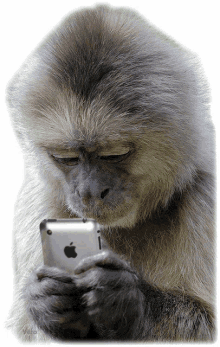 monkey on the phone funny texting apple phone