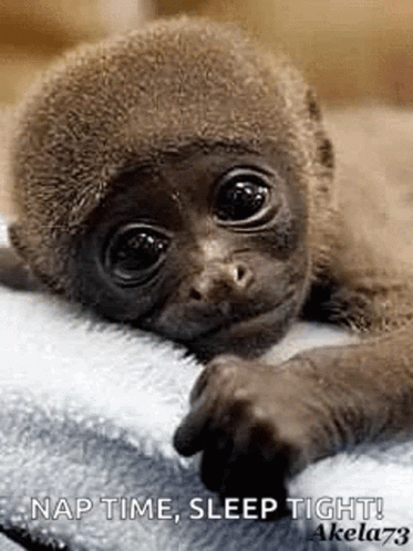 Monkey Cute Gif Monkey Cute Baby Discover Share Gifs