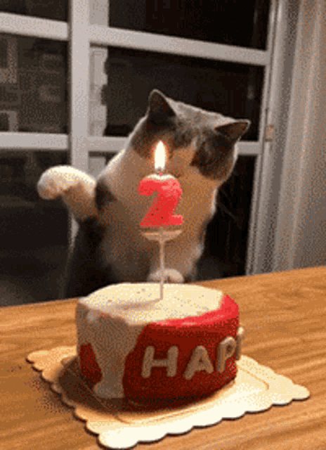 Happy Birthday Cat GIF - Happy Birthday Cat Kitten GIFs.