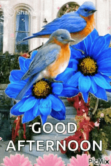 Good Afternoon Birds GIF - Good Afternoon Birds Greetings GIFs