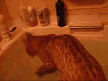 Bath Time With The Bobcat GIF - Bath Bobcat Sink GIFs