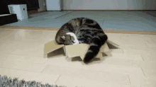 Size Matters GIF - Animals Cats Boxes GIFs