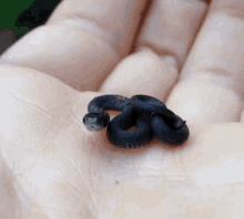 Snake Baby Snake GIF - Snake Baby Snake Tiny Snake GIFs