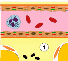 cell neutrophil blood biology biochemistry