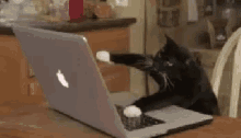 Computer Cat GIF - Computer Cat Working GIFs