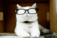 Cat Glasses GIF - Cat Glasses Cool GIFs