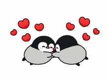 penguin love flying affection hearts penguin love flying affection hearts