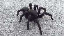 Spider Crawling On Screen GIFs | Tenor