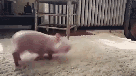 Pig Piglet GIF.