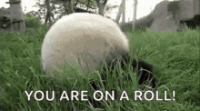 Panda On A Roll GIF - Panda On A Roll GIFs