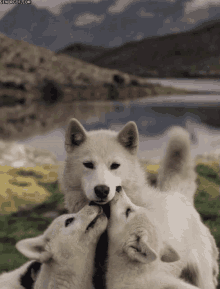 Wolves Baby GIFs | Tenor