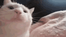 Vibing Cat Gif Catjam GIF - Vibing Cat Gif Catjam GIFs