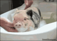 pig piggy cute bath wash