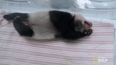 Baby Panda Rawr GIF - Nat Geo Nat Geo Wild Panda Babies GIFs