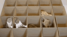 Cat Cats GIF - Cat Cats Box GIFs