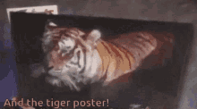 tiger zoobooks