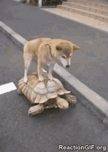 Slow Ride - Slow GIF - Slow Ride Ride Turtle GIFs
