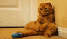 Home I Miss You GIF - Home I Miss You Cat GIFs