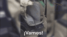 vamos corre