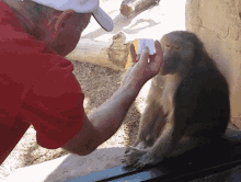 Monkey Card GIF - Monkey Card Magic GIFs